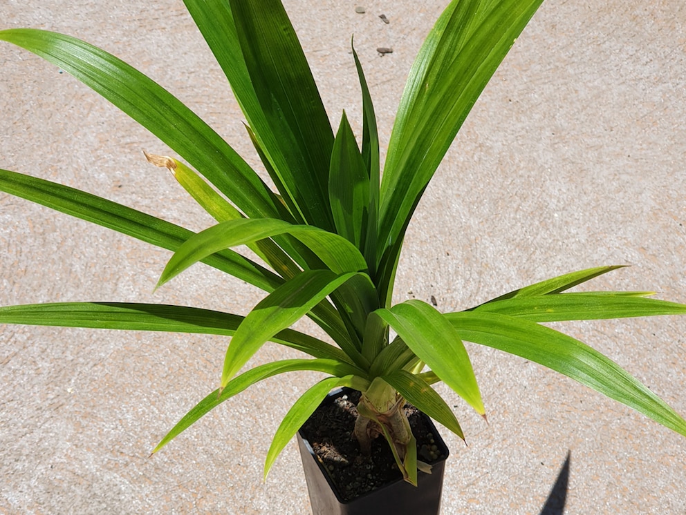 Pandanus amaryllifolius