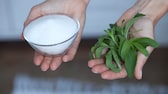 Stevia Gehirn