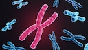 Chromosome haben einen Zusammenhang mit manchen Krankheiten, z. B. das seltene Angelman-Syndrom
