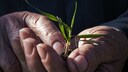 „Planetary Health Diet“ für ein langes Leben: Senior hält eine Pflanze in den Händen