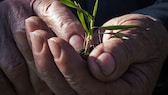 „Planetary Health Diet“ für ein langes Leben: Senior hält eine Pflanze in den Händen