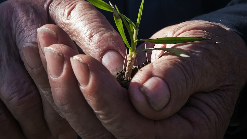 „Planetary Health Diet“ für ein langes Leben: Senior hält eine Pflanze in den Händen