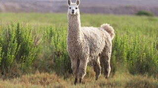 Lama auf einer Wiese