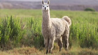 Lama auf einer Wiese