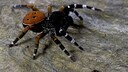 Spinne auf dem Boden