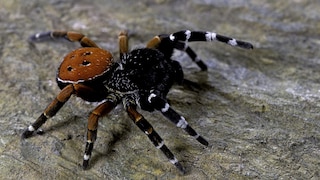 Spinne auf dem Boden