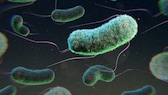 Illustration von Escherichia coli bacteria. (E. coli)