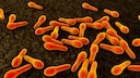 Tetanus wird durch bestimmte Bakterien (Clostridium tetani) verursacht.