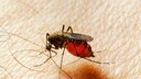 Eine weibliche Stechmücke, die Malaria übertragen kann