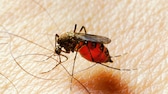 Eine weibliche Stechmücke, die Malaria übertragen kann