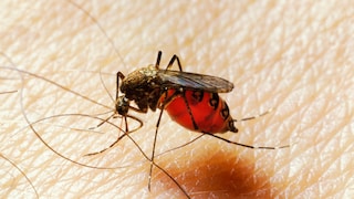 Eine weibliche Stechmücke, die Malaria übertragen kann