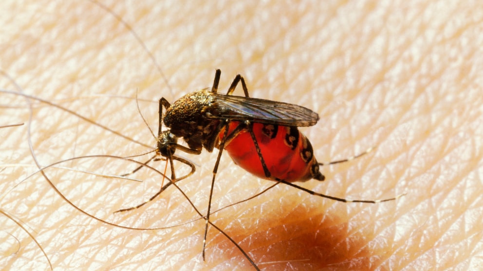 Eine weibliche Stechmücke, die Malaria übertragen kann