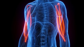 Illustration des Musculus biceps brachii: Anatomie, Funktion, Übungen