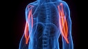 Illustration des Musculus biceps brachii: Anatomie, Funktion, Übungen