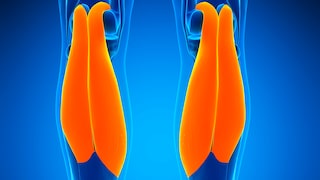 Musculus gastrocnemius