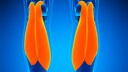 Musculus gastrocnemius