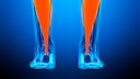 Musculus soleus