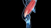 Musculus quadriceps femoris