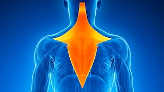 Musculus trapezius