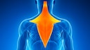 Musculus trapezius