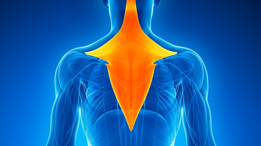 Musculus trapezius