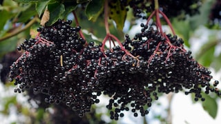 Holunderbeeren gesund