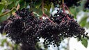 Holunderbeeren gesund