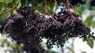 Holunderbeeren gesund