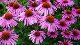 Sonnenhut Echinacea