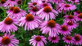 Sonnenhut Echinacea