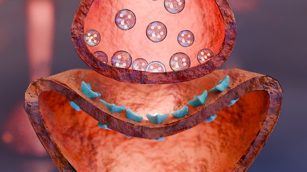 Myasthenia gravis ist eine Autoimmunerkrankung, die die Kommunikation zwischen Nerven und Muskeln stört, was eine Muskelschwäche verursacht