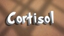 Cortisol erfüllt eine Reihe wichtiger Funktionen für den Körper