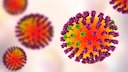 Die Vogelgrippe wird durch eine Infektion mit dem Influenzavirus –Typ A/H5N1 verursacht