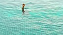 schwimmen lernen