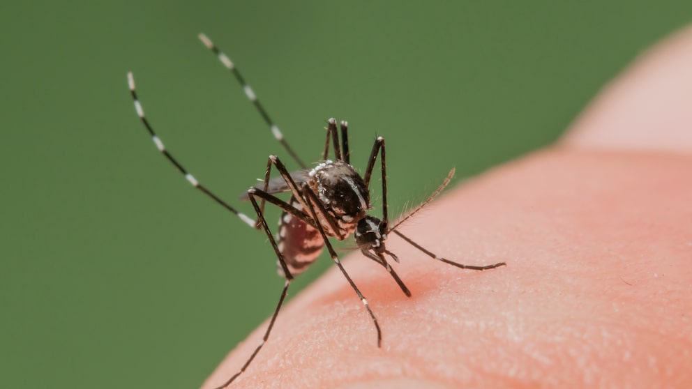 Steigende Infektionszahlen und Todeszahlen des West-Nil-Virus in Italien.