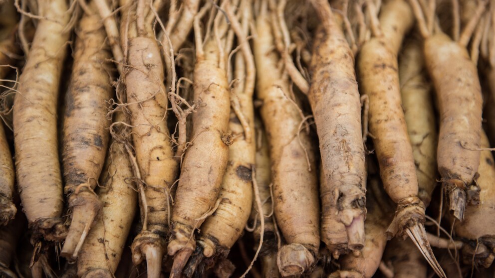 Ginseng ist keine erfundene Heilpflanze, sondern ein tatsächliches Heilmittel für die Gesundheit.