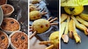 Halloween mal anders: drei gesunde Snacks f&uuml;r Kinder