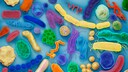 Vielfalt im Mikrobiom: Entscheidend f&uuml;r Verdauung, Immunsystem &ndash; und gesundes Altern.