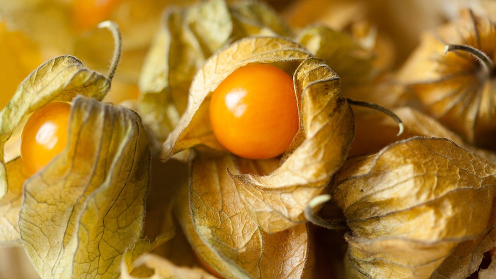 Physalis sieht der giftigen Lampionblume sehr ähnlich und zu viel essen ist giftig.