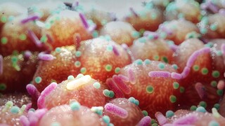 Probiotika kommen natürlicherweise in fermentierten Nahrungsmitteln vor. Ein Mangel an diesen „guten“ Darmbakterien kann schwerwiegende Folgen haben.