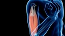 Musculus biceps brachii
