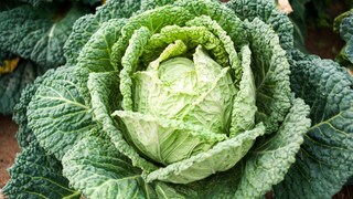 Wirsing ist auch unter dem Namen Welschkohl oder Savoyerkohl bekannt
