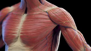 Rhabdomyolyse: Zerfall der Muskeln