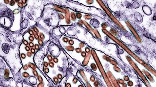 Vogelgrippevirus vom Typ H5N1