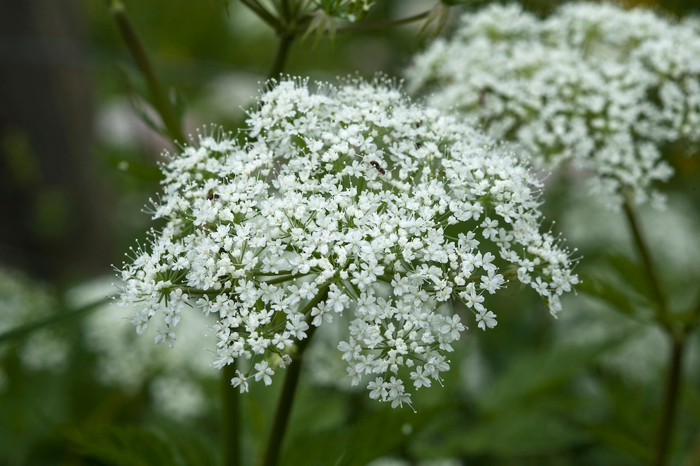 Die Bl&uuml;ten von Giersch sind klein, flach und setzen sich in einer Dolde zusammen.