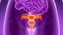 Uterus