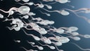 Eine aktuelle Studie zeigt, dass die Fruchtbarkeit und der K&ouml;rperfettanteil einen Zusammenhang haben