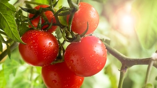 tomate