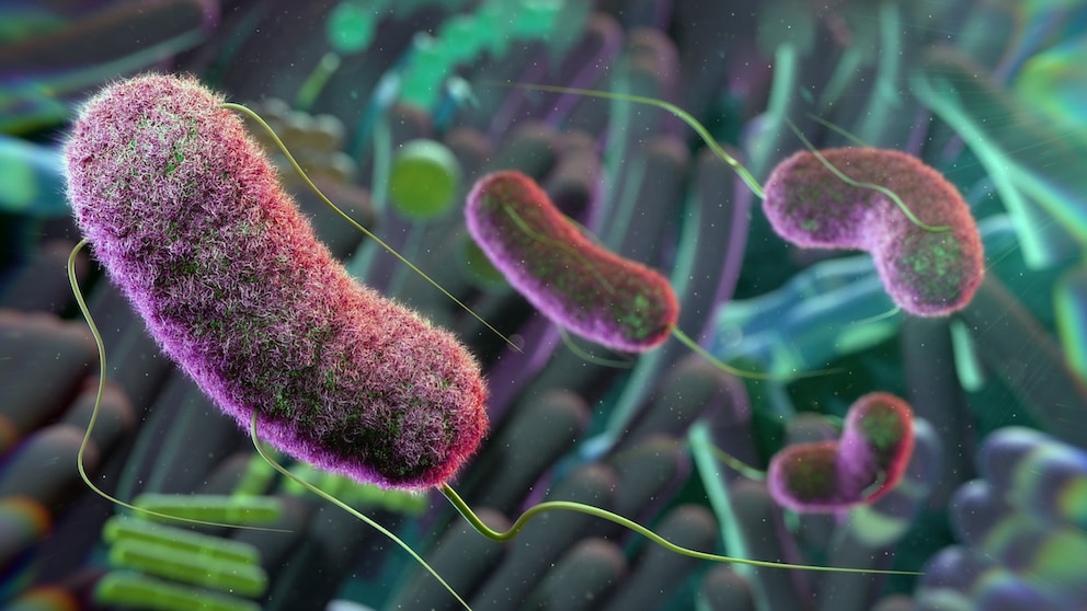 Darmbakterien und Alzheimer &ndash; Studie findet m&ouml;glichen Ansatzpunkt f&uuml;r Pr&auml;vention