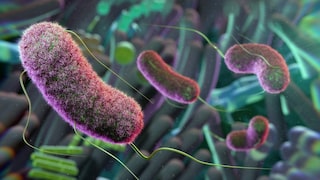 Studie untersuchte den Zusammenhang zwischen Darmbakterien und Alzheimer